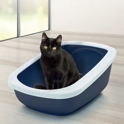 Kattenbak van donkerblauw plastic met witte rand, zwarte kat zit erin. Product toont formaat en materiaal van de kattenbak.
