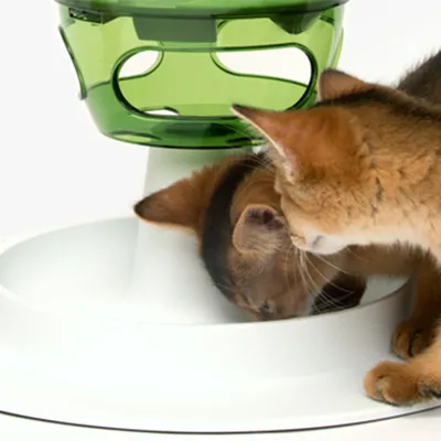 Twee katten eten uit een witte voerbak met groen doolhof, gemaakt van plastic. Beide katten steken hun kop in de bak.