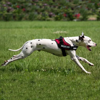 Dalmatialainen koira punaisissa JULIUS-K9-valjaissa juoksee nurmikolla. Valjaiden merkki näkyy selvästi.