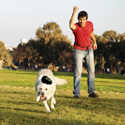 Dog playing with a black chew toy on a lawn while a person throws it.