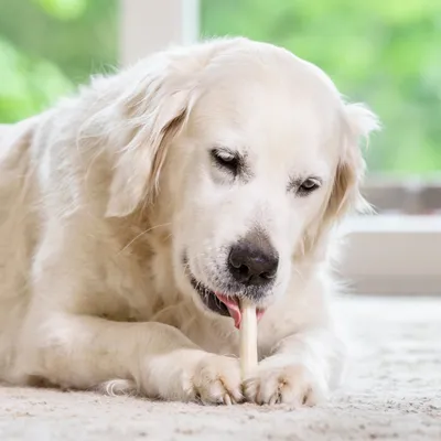 Hund hält einen Kausnack mit den Pfoten auf einem Teppich. Hintergrund zeigt Fenster und grüne Natur.