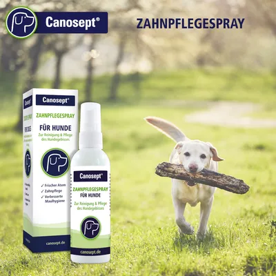 Canosept fogápoló spray kutyáknak. A kutyafogak tisztítására és ápolására. Friss lehelet, fogápolás, jobb szájhigiénia. Látható csomagolás és spray flakon.