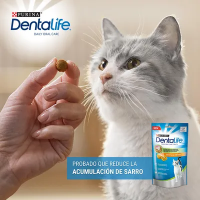 Purina Dentalife Daily Oral Care para gatos. Probado que reduce la acumulación de sarro. Envase visible con croqueta y gato gris observando el producto.