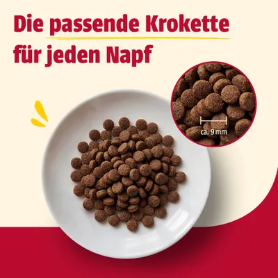 Die passende Krokette für jeden Napf. Nahaufnahme von Kroketten auf einem Teller, Durchmesser ca. 9 mm. Die passende Krokette für jeden Napf. Nahaufnahme von Kroketten auf einem Teller, Durchmesser ca. 9 mm.