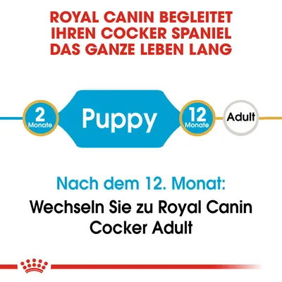 Royal Canin begleitet Ihren Cocker Spaniel das ganze Leben lang. Nach dem 12. Monat: Wechseln Sie zu Royal Canin Cocker Adult.