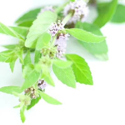 Nahaufnahme von grünen Minzblättern mit kleinen violetten Blüten, möglicherweise als Zutat oder dekoratives Element dargestellt.
