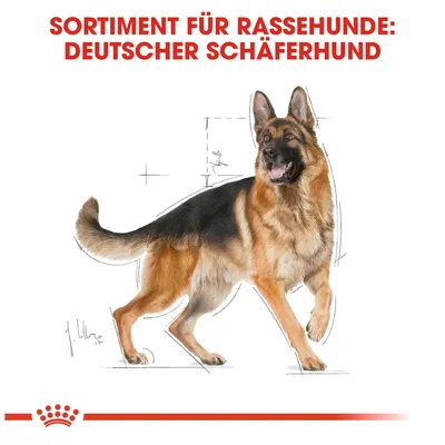 Sortiment für Rassehunde: Deutscher Schäferhund. Illustration eines Deutschen Schäferhundes mit anatomischen Skizzen im Hintergrund.