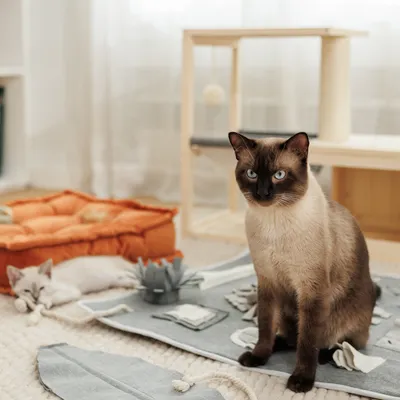 Wohnzimmer mit Katzenzubehör: orangefarbenes Haustierbett, Spielmatte mit Stoffspielzeug und Kratzbaum aus Holz. Zwei Katzen im Vordergrund, eine sitzend, die andere liegend.