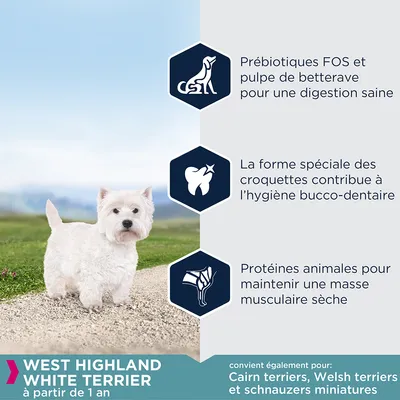 WEST HIGHLAND WHITE TERRIER à partir de 1 an. Prébiotiques FOS et pulpe de betterave, forme spéciale des croquettes, protéines animales. Convient aussi Cairn terriers, Welsh terriers, schnauzers miniatures.