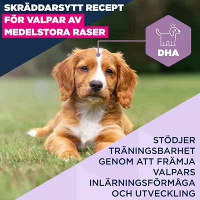 Eukanuba Premium Nutrition Puppy Medium Breed Chicken