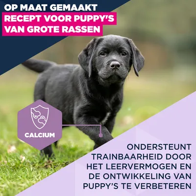 Eukanuba Premium Voeding Puppy Groot & Reuzen ras Kip