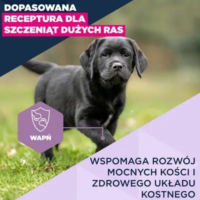 Eukanuba Premium Nutrition Puppy Large & Giant Breed, kurczak