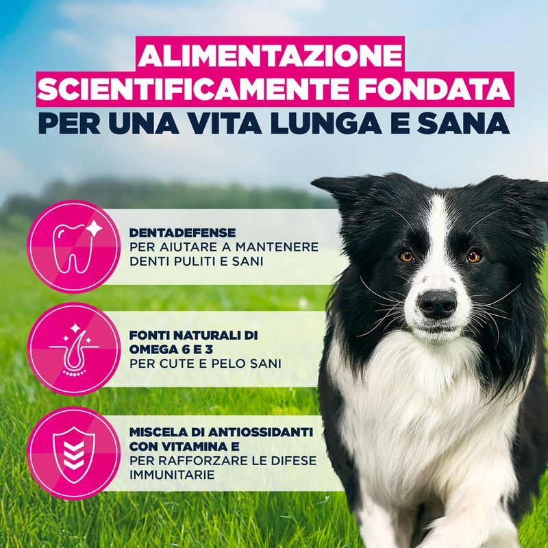 Eukanuba Premium Nutrition Adult Medium Breed Pollo