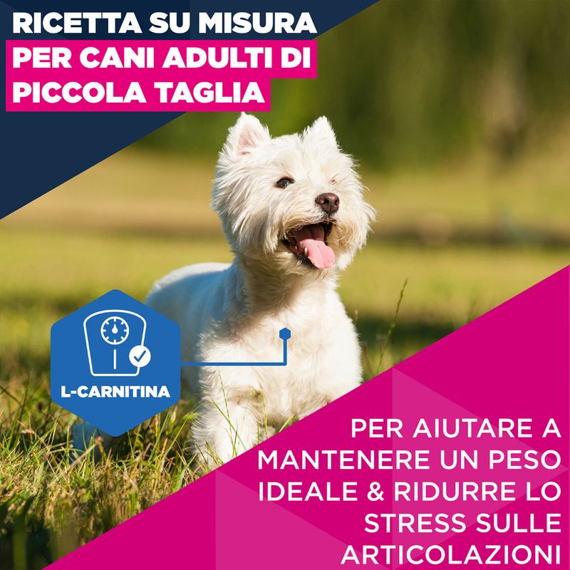 Eukanuba Premium Nutrition Mature Small Breed Pollo
