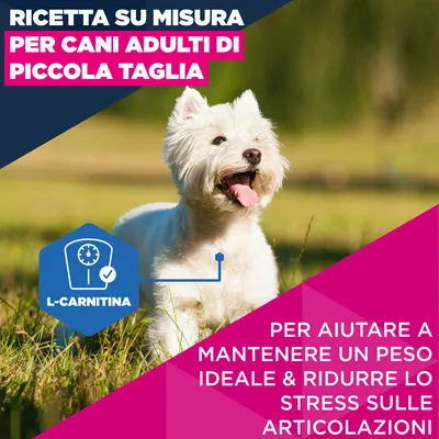 Eukanuba Premium Nutrition Mature Small Breed Pollo