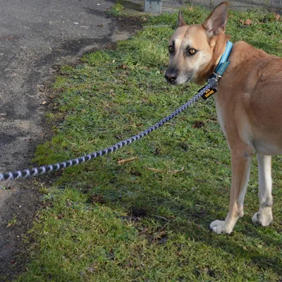 Dog on a black and white patterned lead with a blue collar, standing on a grassy path.