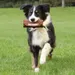 Dummy Trixie Preydummy pour chien