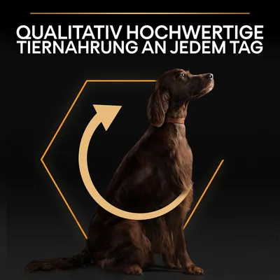 Qualitativ hochwertige Tiernahrung an jedem Tag. Hund mit braunem Fell vor schwarzem Hintergrund und Pfeil-Symbol.