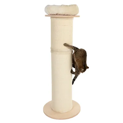 Cat tree with beige sisal surface, round wooden base and padded top resting area. Cat climbing on the cat tree.