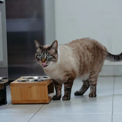 Katze steht vor einem Futternapf aus Holz mit zwei Edelstahlschalen und leckt sich das Maul, demonstriert Nutzung des Napfes. Katze steht vor einem Futternapf aus Holz mit zwei Edelstahlschalen und leckt sich das Maul, demonstriert Nutzung des Napfes.
