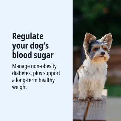 Blood sugar regulation for dogs: Managing diabetes without excess weight and supporting a healthy weight in the long term. Blood sugar regulation for dogs: Managing diabetes without excess weight and supporting a healthy weight in the long term.