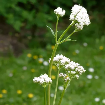 Close-up of a flowering valerian plant with white blossoms against a green background.