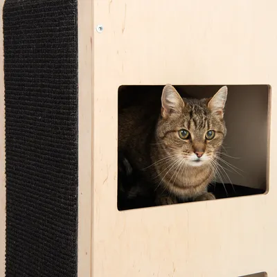 Kočka uvnitř dřevěného domečku s černou škrabací plochou na boku. Viditelný otvor pro vstup.