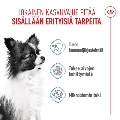 Grafiikka, jossa on koira ja kolme symbolia: immuunijärjestelmän tukeminen, aivojen kehityksen edistäminen, mikrobiomin tukeminen. Teksti suomeksi.