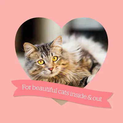 For beautiful cats inside & out
