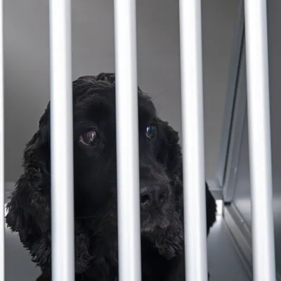 Svart hund bakom vita metallstänger i en bur. Närbild av ansiktet med blicken genom gallret.