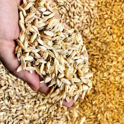 Hand holding a quantity of cereal grains, surrounded by more grains. Shows the quality and condition of the cereal.