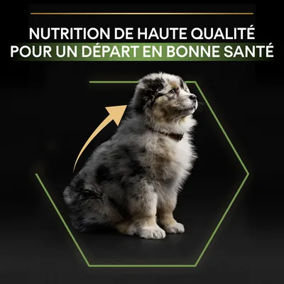 Texte : Nutrition de haute qualité pour un départ en bonne santé. Texte en français belge, visible au-dessus d’un chiot assis dans un hexagone avec une flèche jaune.