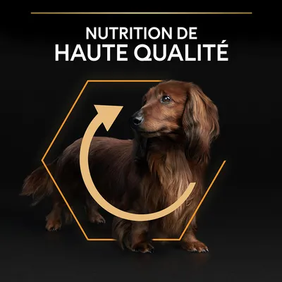 Texte : NUTRITION DE HAUTE QUALITÉ. Chien marron à poils longs devant un hexagone orange et une flèche circulaire. Texte en français de Belgique.