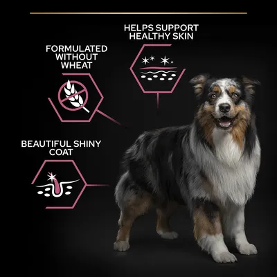 Product features: formulated without wheat, helps support healthy skin, and promotes a beautiful shiny coat. Includes illustrative icons and an image of a dog.
