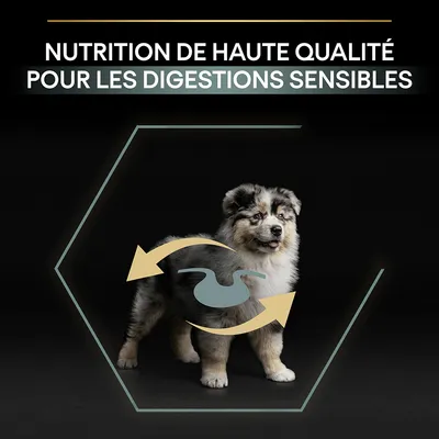Texte : Nutrition de haute qualité pour les digestions sensibles. Chiot debout avec flèches et symbole d’estomac sur le corps, fond noir.