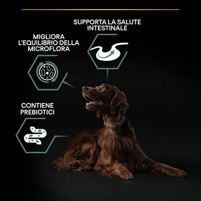 Supporta la salute intestinale, migliora l'equilibrio della microflora, contiene prebiotici. Testo su immagine con cane sdraiato e icone illustrative.