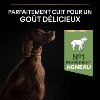 Texte : Parfaitement cuit pour un goût délicieux. Badge vert : N°1 ingrédient agneau avec dessin d’un mouton. Chien brun assis, collier marron, fond noir.