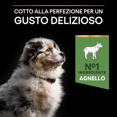 Cotto alla perfezione per un gusto delizioso. N°1 ingrediente agnello. Immagine di un cane e simbolo di agnello su sfondo verde.