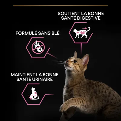 Formulé sans blé, soutient la bonne santé digestive, maintient la bonne santé urinaire. Chat illustrant les bénéfices du produit.