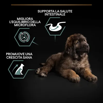Testi visibili: migliora l'equilibrio della microflora, supporta la salute intestinale, promuove una crescita sana. Immagine di un cucciolo di cane sdraiato su sfondo nero.