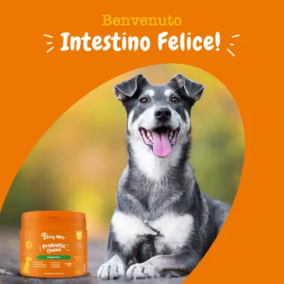 Zesty Paws Probiotic Chews Zucca