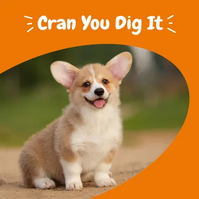Text: Cran You Dig It. Štěně sedící venku na zemi, oranžové pozadí v horní části obrázku.