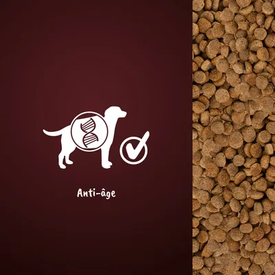 Illustration d’un chien avec un symbole ADN, une coche et le texte « Anti-âge » devant des croquettes pour chien.
