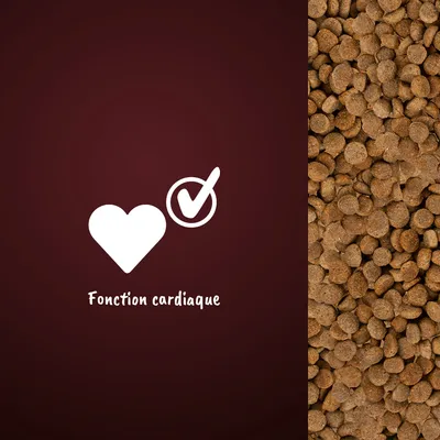 Fonction cardiaque