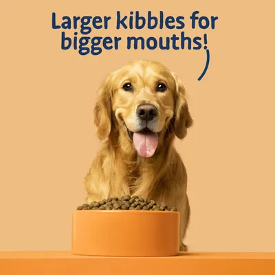 Text reads: Larger kibbles for bigger mouths. Image shows a bowl filled with large kibble pieces in front of a pet, highlighting the product's size feature.