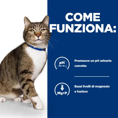 COME FUNZIONA: Promuove un pH urinario corretto (pH 5,9–6,1). Bassi livelli di magnesio e fosforo. Gatto tigrato con collare blu a sinistra.