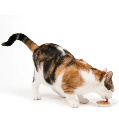 Catit Creamy 4 x 10 g