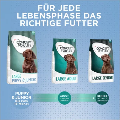 Concept for Life Hundefutter für jede Lebensphase: Large Puppy & Junior bis 15 Monate, Large Adult ab 15 Monate, Large Senior ab 6 Jahren. Altersübersicht mit Pfeildiagramm.