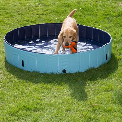 Round blue foldable pet pool with a yellow dog standing inside, holding an orange toy. Pool set up outdoors on grass, visible black drainage cap on side. Round blue foldable pet pool with a yellow dog standing inside, holding an orange toy. Pool set up outdoors on grass, visible black drainage cap on side.