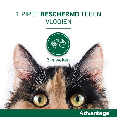 1 pipet beschermd tegen vlooien, 3–4 weken. Advantage.